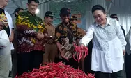 Cabe PaKu Kulon Progo Suplai 20 Persen Kebutuhan Nasional, Titiek Soeharto Pastikan Dukungan Pengembangan Produksi