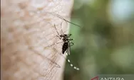 Penularan infeksi virus dengue lewat gigitan nyamuk betina aedes aegypti, begini prosesnya