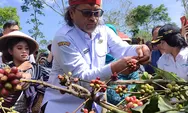 Petani Temanggung Gelar Wiwit Panen Kopi, Berharap Harga Bisa Tinggi dan Mensejahterakan
