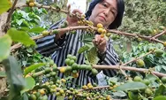 Perhutani Kedu Utara kembangkan Kopi Yellow Caturra di Temanggung