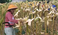 Warga, perangkat desa, dan mahasiswa ramai-ramai panen jagung di Kepuharjo Cangkringan Sleman