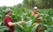 Perkuat Peran BUMD, Taru Martani Serap Tembakau Dlingo dan Kalasan