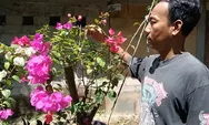 Agar bougenville dan teratai rajin berbunga, satu di antaranya ditempatkan di lokasi yang banyak mendapat sinar matahari
