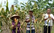Semangat budidaya jagung bagian dari mendukung visi besar pemerintah menuju Indonesia Lumbung Pangan Dunia 2045