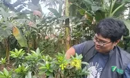 Santos lemon berbunga tak kenal musim, kaya nektar dan tampil menawan, berikut trik memperbanyak tanamannya