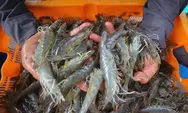 FDA Beri Lampu Hijau, Ribuan Kontainer Udang asal Indonesia Boleh Masuk AS