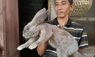 Beragam jenis kelinci cocok diolah menjadi masakan sate, tongseng dan tengkleng, begini syarat pentingnya