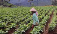 Petani Kentang di Temanggung Berharap Harga Panen Naik dan Mendapat Pupuk Bersubsidi