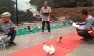 Kontes Regional Ayam Kate DIY-Jateng 2025 di SCH, Ajang Kompetisi Mendongkrak Gengsi dan Nilai Jual