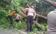 Dua Orang Pria-Wanita Tewas Tertimpa Pohon Ambruk di Ring Road Utara Monjali Sleman