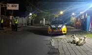 Tiga kambing berkeliaran di jalan, polisi Sleman giring kembali ke kandang