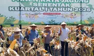 Dukung Swasembada Pangan, Polresta Sleman Bersama Polda DIY Panen 4 Ton Jagung di Glagaharjo