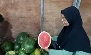 Semangka jenis madrid banyak ditanam di Lampung dan Bangka, hasil panenannya laris terjual di Jogja