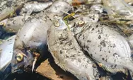 Fenomena Mabuk Ikan di Waduk Jatiluhur Purwakarta: Dampak Cuaca Ekstrem dan Prediksi Kematian Massal Ikan