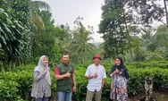 POPT Disbun Jabar Tinjau Serangan Hama di Kebun Teh Rakyat Purwakarta, Solusi Segera Diberikan
