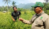 BPP Kiarapedes Buat Demplot Padi Inpari IR Nutri Zinc di Barong Mulya, Gandeng Petani dan POPT