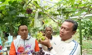 Wali Kota Jaktim Dorong Pemanfaatan Lahan Kosong Lewat Panen Anggur Warga: Ini Contoh yang Sering Saya Anjurkan