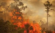Sudah Landa 6 Daerah, tapi Pemprov Riau Belum Menetapkan Status Siaga Darurat Karhutla
