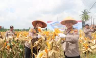 Dukung Program Swasembada Pangan Nasional, Polsek Kulim Gelar Panen Raya Jagung Kuartal II 2026