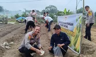 Dukung Astacita Presiden Prabowo, Polsek Tapung Polres Tanam Jagung Pipil