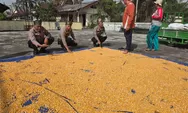 Kapolsek Tapung Cek Pengeringan Jagung Hasil Panen di Lahan Ketahanan Pangan