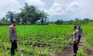 Dukung Asta Cita Prabowo, Polsek Tapung Laksanakan Pengecekan Tanaman Jagung Pipil