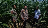 Kapolsek Tapung Bersama Kepala Desa Laksanakan Peninjauan Tanaman Jagung Pipil di Desa Indrapuri