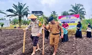 Polsek Kunto Darussalam Tanam Jagung, Dukung Ketahanan Pangan Nasional