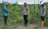 Polsek Batu Hampar Cek Perkembangan Jagung Pipil Kuartal I 2026, Tumbuh Subur tanpa Gangguan