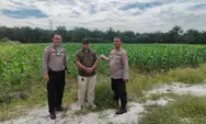 Bhabinkamtibmas Sei Putih Bersama Kades dan Bumdes Laksanakan Peninjauan Tanaman Jagung Pipil