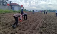 Polsek Tapung Tanam Jagung Kuartal II Dukung Program Ketahanan Pangan Nasional