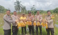 Polsek Koto Gasip Gelar Panen Raya Jagung Serentak Kuartal I, Dukung Ketahanan Pangan