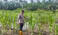 Personil Polsek Batu Hampar Monitoring dan Cek Tanaman Jagung Pipil Dilahan Ketahanan Pangan