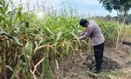 Polsek Tapung Cek Perkembangan Jagung Pipil, Dukung Ketahanan Pangan Nasional