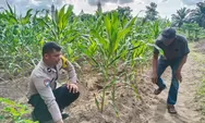 Sambangi Petani, Polsek Rumbai Barat Jalin Silaturahmi dan Perkuat Ketahanan Pangan 