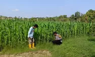 Dukung Swasembada Pangan, Bhabinkamtibmas Polsek Rumbai Barat Cek Berkala Perkembangan Lahan Jagung Warga