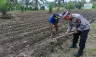 Dukung Swasembada Pangan, Polsek Kunto Darussalam Turun Langsung ke Lahan Pertanian Masyarakat