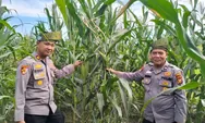 Kapolsek Baru Hampar Monitoring Langsung Tanaman Jagung Pipil Dukung Ketahanan Pangan Nasional