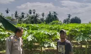 Wujud Dukungan Ketahanan Pangan, Bhabinkamtibmas Polsek Rumbai Barat Sambangi Kebun Pepaya Warga Binaan 
