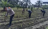Polsek Kunto Darussalam Cinta Petani, Pantau Langsung Perkembangan Tanaman Jagung Pipil di Desa Binaan
