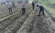 Polisi Cinta Tani, Polsek Kunto Darussalam Tanaman Jagung Pipil Dukung Program Ketahanan Pangan