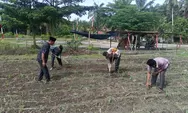 Polisi Cinta Petani Polsek Kunto Darussalam, Cek Perkembangan Tanaman Jagung di Desa Pasir Luhur