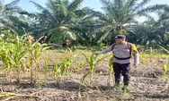 Polsek Batu Hampar Cek Langsung Perkembangan Tanaman Jagung Pipil Dukung Ketahanan Pangan