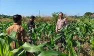 Wujud Nyata Program Ketahanan Pangan Nasional, Bhabinkamtibmas Cek jagung seluas 1,5 Ha
