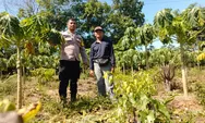 Dukung Program Ketapang, Bhabinkamtibmas Polsek Rumbai Barat Sambangi Kebun Petani Pepaya 