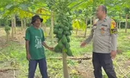 Bhabinkamtibmas Polsek Rumbai Barat Monitoring Kebun Pepaya Program Ketahanan Pangan