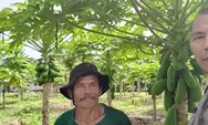 Dukung Program Ketahanan Pangan, Bhabinkamtibmas Polsek Rumbai Barat Sambangi Kebun Pepaya Warga