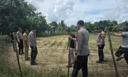 Kapolsek Tapung Tinjau Langsung Tanaman Jagung Pipil di Desa Batu Gajah, Panen di Bulan September 2026