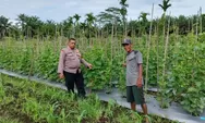 Bhabinkamtibmas Polsek Tapung Cek Tanaman Jagung Dukung Ketahanan Pangan