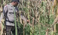 Polsek Batu Hampar Cek Tanaman Jagung Pipil, Ditemukan Hama Tikus, Bhabinkamtibmas Lakukan Antisipasi